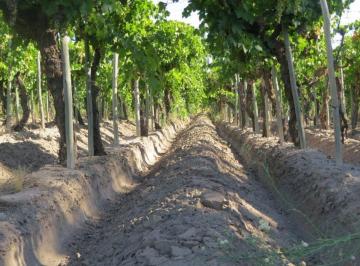 Campo de 3 ambientes, San Rafael · Finca 14 Has Atuel Norte, San Rafael, Mendoza.