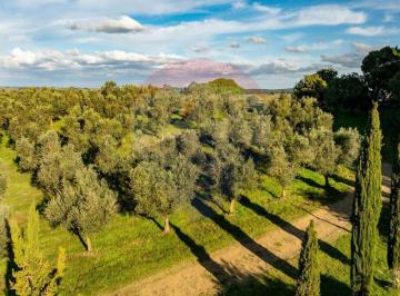 Campo · 70ha · Venta de Campo con Olivos en Rocha