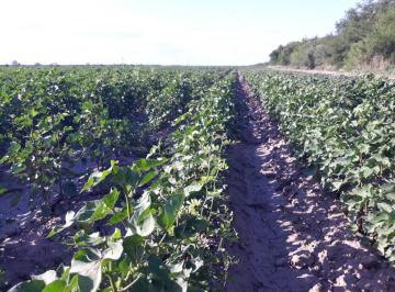 Campo en Venta   · Campo de 1.200 Has, Santiago del Estero