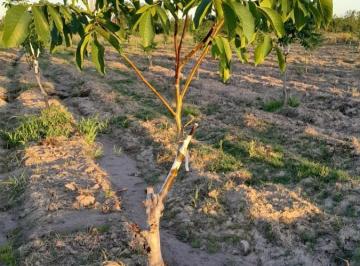 Campo · 38000m² · Finca de 3.8 Has en Cañada Seca