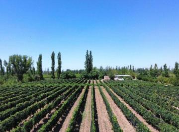 Campo de 4 ambientes, Otro · Finca en Venta en Producción Lavalle
