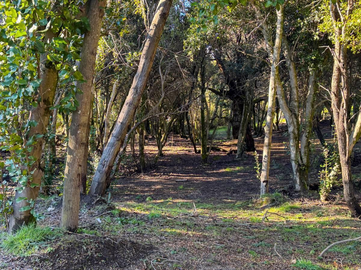 Los Ñires 463, Lomas del Correntoso, Villa La Angostura