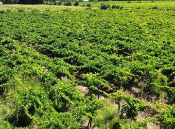 Campo de 5 ambientes, Tres de Mayo · Finca en Venta 3 de Mayo, 4ha.