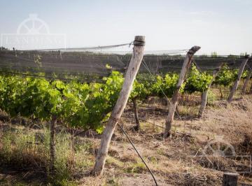Campo · 200m² · 4 Ambientes · Campo - Finca Productiva de Primer Nivel en Medrano - 75 Ha