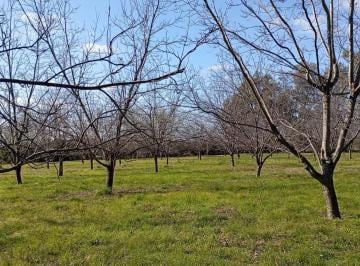 Campo de 1 ambiente, Pilar · Venta! Chacra en Zelaya con Plantación de Arboles de Pecan