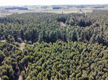 Campo , Concepción del Uruguay · 40 Has Campo Forestal en Venta en Dpto. Uruguay
