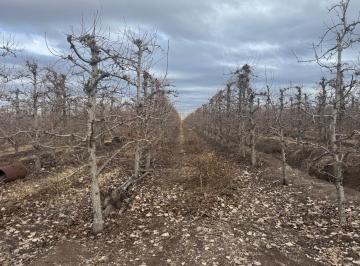 Campo , Tunuyán · Contacto Propiedades Inmobiliaria Vende Finca en Tunuyan