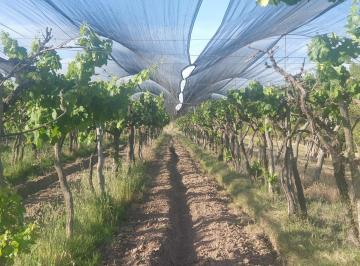 Campo · 135000m² · 2 Dormitorios · Finca 13 Has en Callejón Los Inquilinos - Cuadro Benegas