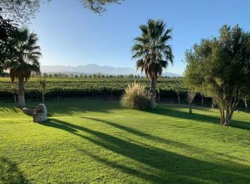 Campo de 6 ambientes, Luján de Cuyo · Venta – Finca en Ugarteche, Luján de Cuyo, Mendoza