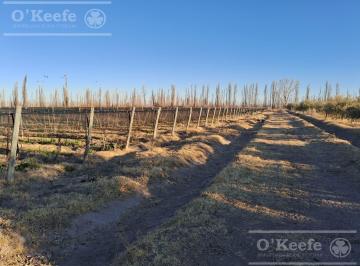 Campo · 180000m² · 3 Ambientes · Finca en Venta de 18 Has en Paredes, San Rafael, Mendoza