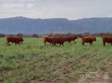 Campo · 400m² · Venta Excelente Campo Agricola - Ganadero de 781 Has, Cortaderas, San Luis - Financiamiento
