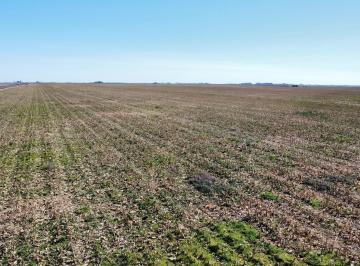 Campo , América · Campo Agrícola 262 Has, América, Partido de Rivadavia, Buenos Aires.