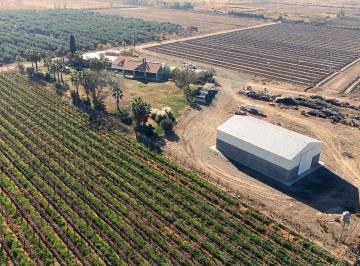 Bodega-Galpón , Lavalle · Vendo Finca Olivicola - Vitivinicola y Fabrica de Aceite de Oliva