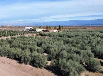 Bodega-Galpón , Capdevilla · Vendo Finca Olivicola - Vitivinicola y Fabrica de Aceite de Oliva