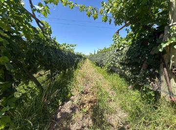 Campo de 5 ambientes, Tres de Mayo · Finca de 3,2 Ha con Viñedos y Casa Patronal