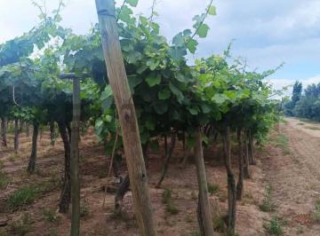 Campo · 12m² · Venta de Finca en Producción Colonia Segovia
