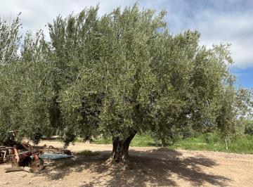 Campo de 6 ambientes, Tres de Mayo · Finca en Venta 18.5has de Olivos, 3 de Mayo, Lavalle
