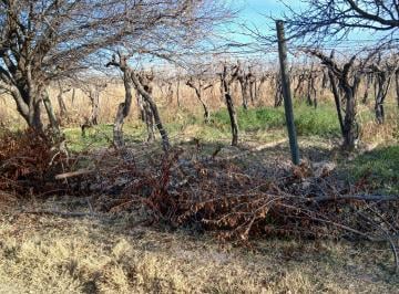 Campo , San Martín · Ruta 60 Barriales. 7 Ha