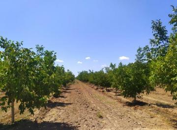 Campo , Tunuyán · Finca en Venta 107 Ha, Villa Seca, Tunuyan