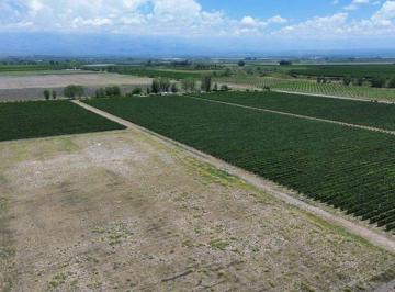 Campo , Villa Seca · Vende Finca de 23 Ha – Pozo - Malbec y Sup - Villa Seca, Tunuyán