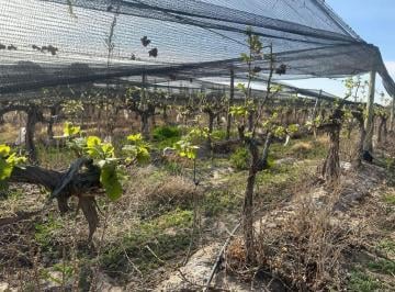 Campo , El Pastal · Finca en Produción 31has Viñedos y Olivos