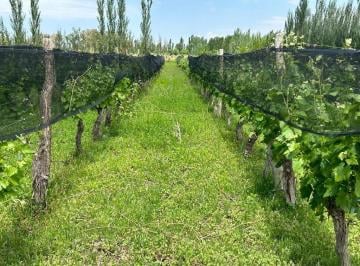 Campo , Jocolí · Finca de 12 Hectáreas en Jocolí