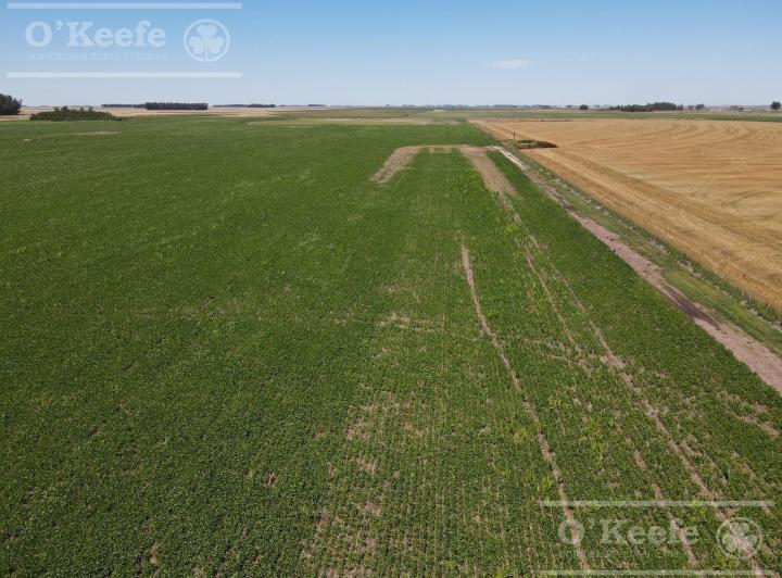 Campo · 840000ha