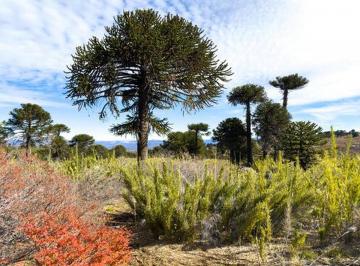 Campo · Campos Forestales y Ganaderos en Aluminé. + 13.500 Ha con Bosques, Agua, Potencial Turístico y Co2