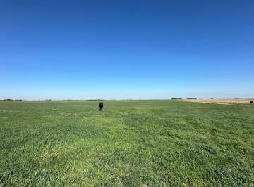 Campo de 4 ambientes, Puan · Campo de 200 Has, Villa Iris, Provincia de Buenos Aires.
