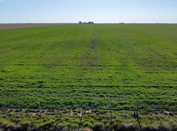 Campo , Puan · Campo de 630 Has, Villa Iris, Provincia de Buenos Aires.