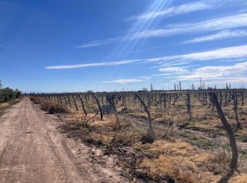Campo , Rivadavia · Finca Orgánica 68ha en Venta