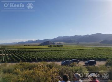 Campo · 100m² · 2 Ambientes · Viñedo Premium de Altura en Mendoza en Venta Sobre Fracción de 23 Has - Oportunidad