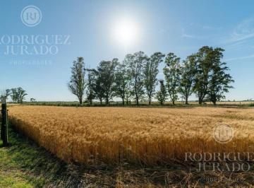 ROJ-ROJ-578_2 · Campo 21 Hectáreas |. | Ruta 31 - San Antonio de Areco
