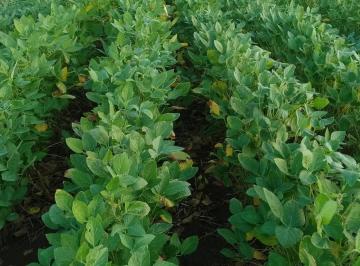 Campo · 1500m² · Venta Campo Agricola - Sta Rosa - Catamarca