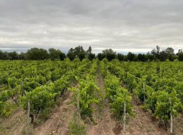 Campo · 250m² · 3 Ambientes · 2 Cocheras · Venta de Finca. Costa de Araujo. Lavalle.