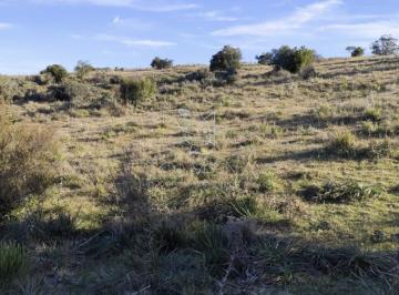 Foto1 · Campo 5 Has en Paso Dutra