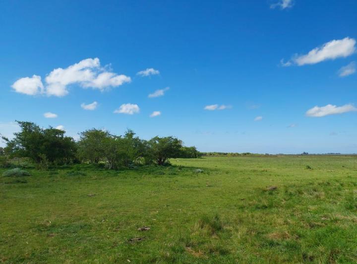 Campo · 11ha