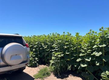 Campo , Saladillo · Campo en Saladillo