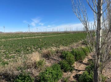 Terreno de 2 ambientes, Senillosa · Chacra en Producción Senillosa