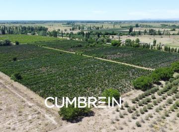 Campo · 135m² · 4 Ambientes · Viñedo de 7 Ha con Casa y Galpón en El Usillal, Las Paredes - San Rafael