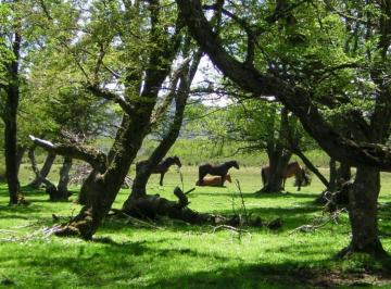 Terreno · 28000m² · Terreno Venta Patagonia Chubut 2,8 Ha Pesca con Mosca Frente Sobre Ruta Bosque Nativo