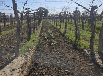 Campo de 4 ambientes, Rivadavia · Finca en Producción con Casas, Galpón y Accesorios.