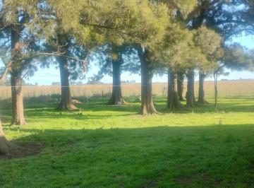 Campo · 100m² · 3 Ambientes · Venta Campo Ganadero 302 Ha Zona Labarden
