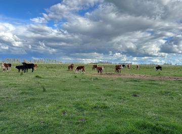 Campo , General Belgrano · Campo 9 Ha Acceso Sobre Rp41, General Belgrano, Provincia de Buenos Aires