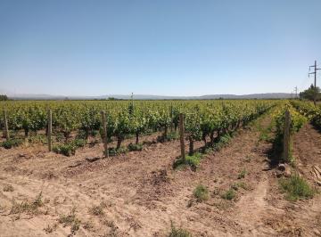 Campo · 1000000m² · Finca Organica de 100 Has Totalmente Cultivada con Pozos a La Venta en Tupungato