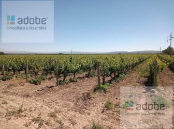 Campo · 1000000ha · Finca Organica de 100 Has Totalmente Cultivada con Pozos a La Venta en Tupungato