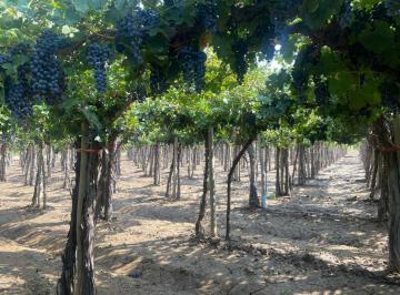 Campo de 5 ambientes, Rivadavia · Los Campamentos Rivadavia Finca en Venta