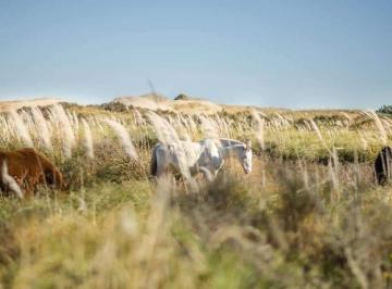 Terreno · 2500m² · Lote en Venta El Salvaje N° 234
