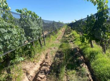 Terreno , Las Heras · Finca Las Heras Mendoza en Venta
