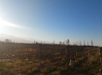 Campo · 270000m² · Finca - El Cepillo